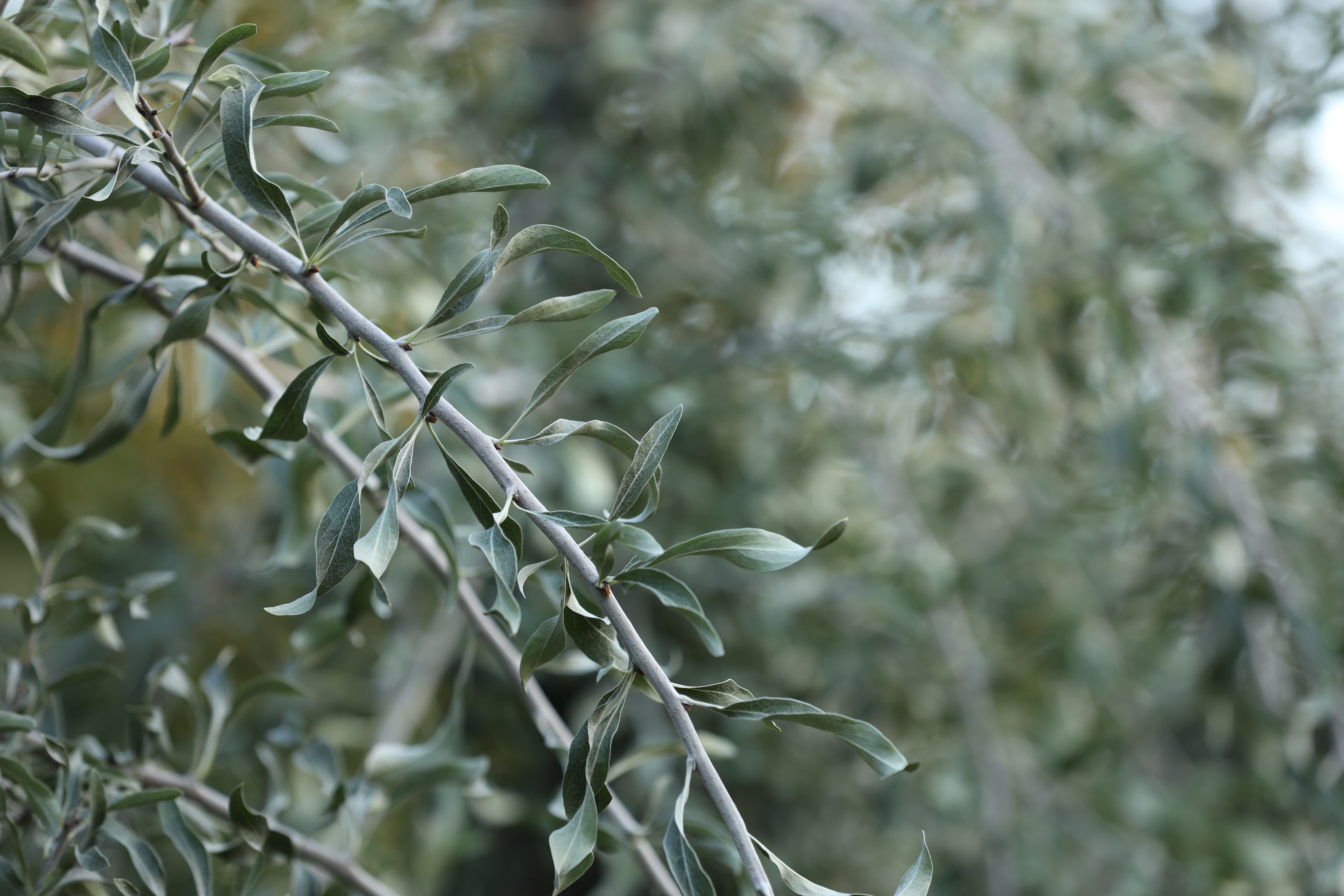 Pyrus salicifolia 'Pendula' 1
